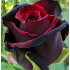 Блек Меджик