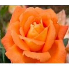 Аббай Де Клуни