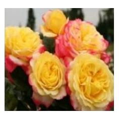 Юбилей Кордеса