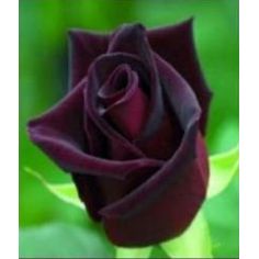 Блек Баккара