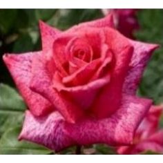 Пьер Карден