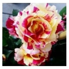 Морис Утрилло