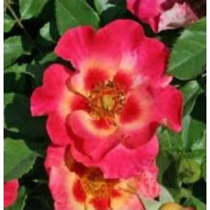 Саншайн Бебилон Айз