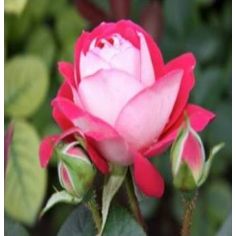 Хаймет Мелоди