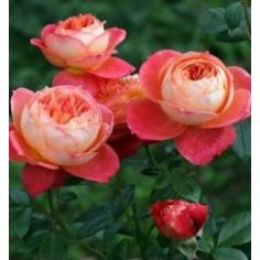 Квин оф Хартс