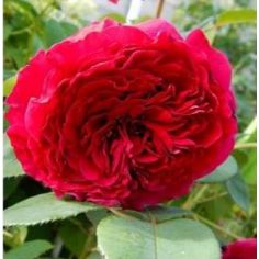 Роз де Катр Вант