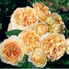 Женевьева Орси