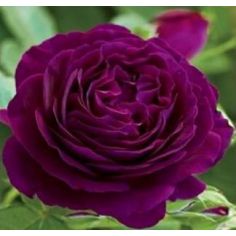 Твилинг Зон