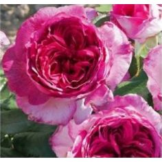 Тьери Маркс