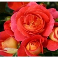 Гербрюде Гримм