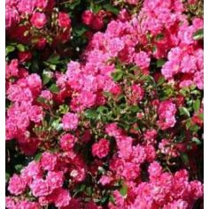 Лавли Фейри