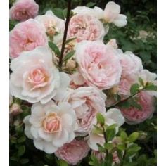 Лавли Мейланд