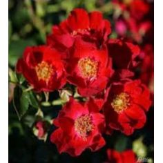 Биненвайде Рот (Bienenweide...