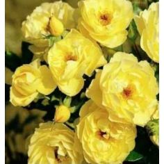 Зоненширм (Sonnensсhirm)