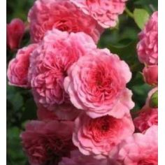 Ле Кватро Сизон (Les Quatre...