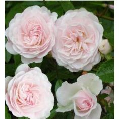 Си Фоум (Sea Foam)