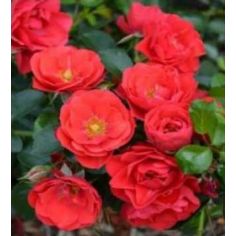 Соренто (Sorrento)