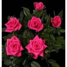 Хот Кисс Кордана