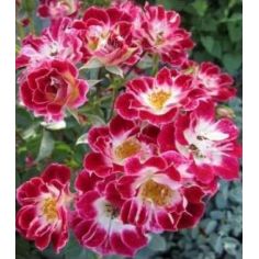 Литл Артист