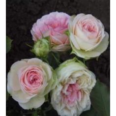 Помпон Циркус