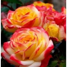 Вулкно Циркус