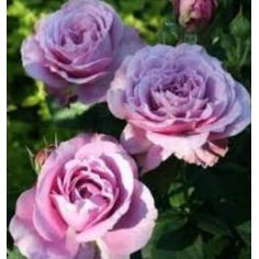 Лавенде Айс