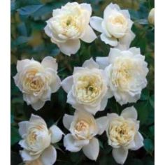 Бридал Мейландина