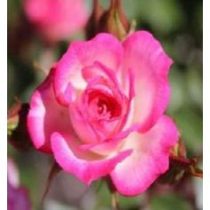 Мейджик Карусель