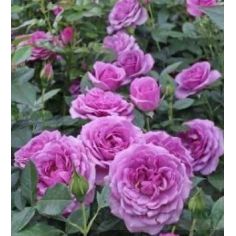 Лаванде Флауер Циркус