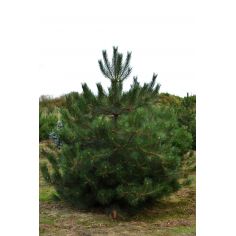 Сосна черная Австрийская...
