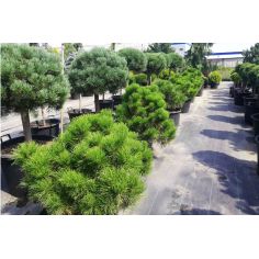 Сосна чёрная... 2