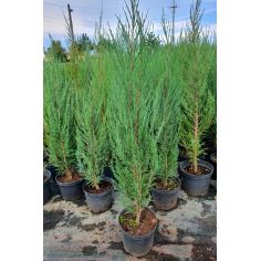 Можжевельник скальный "Blue...