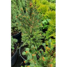 Ель европейская "Will’s...