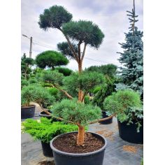 Сосна горная "Mops" (Pinus...