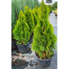 Туя Западная "Golden...
