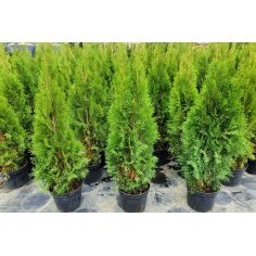 Туя Западная "Smaragd"... 2