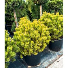 Сосна горная "Carstens...