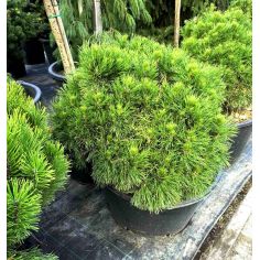 Сосна горная "Varella"...