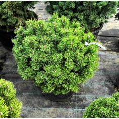 Сосна горная "Mops" (Pinus...