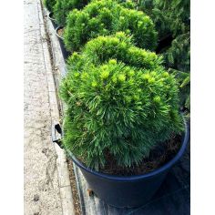 Сосна горная "Varella"... 2