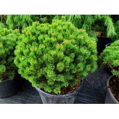 Сосна горная "Mops" (Pinus...