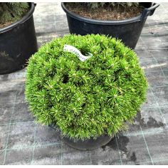 Сосна горная "Picobello"...