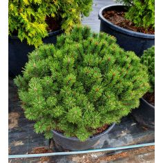 Сосна горная Pumilio (Pinus...