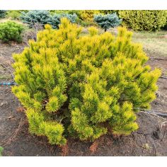 Сосна горная "Winter Gold"...