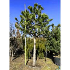 Сосна чёрная австрийская на...