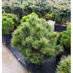 Сосна обыкновенная...