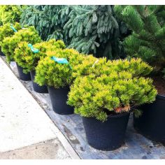 Сосна горная "Ophir" (Pinus...