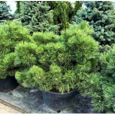 Сосна чёрная...