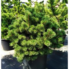 Сосна горная "Gnom" (Pinus...