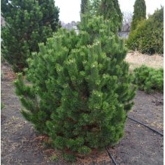 Сосна горная "Гном" (Pinus...